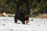 CAVALIER KING CHARLES 489